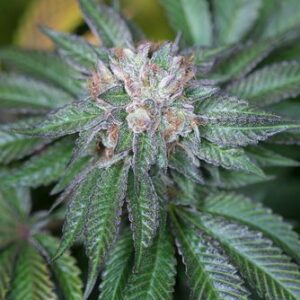 Master Kush - feminizovaná semínka 5ks Humboldt