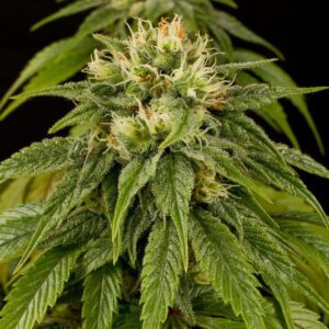 Lemon Juice Express Auto - fem. a samonakvétací semínka 5ks Humboldt