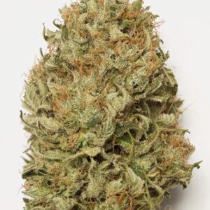 Blue Dream Auto - fem. a samonakvétací semínka 3ks Humboldt