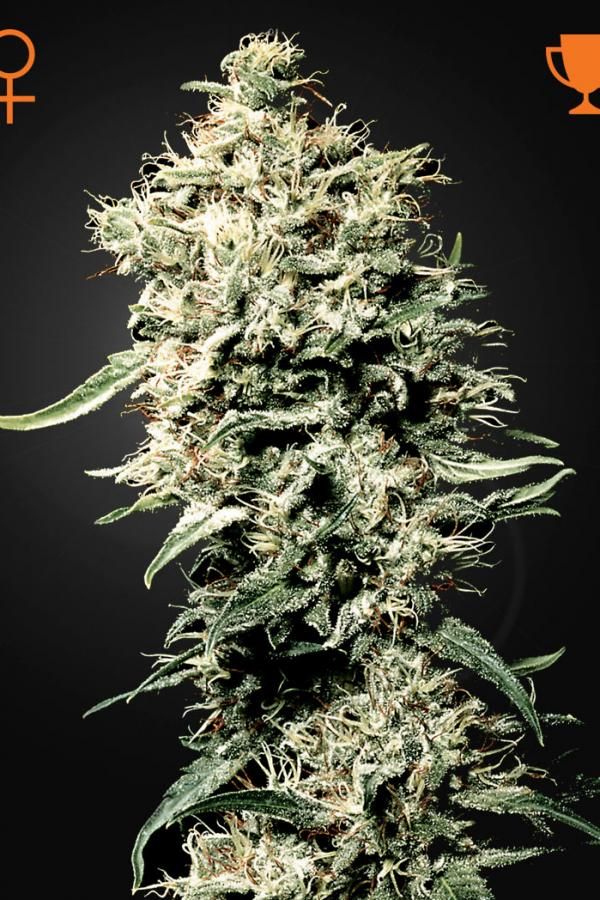 White Rhino - semínka 5ks feminizovaná semínka Green House Seeds