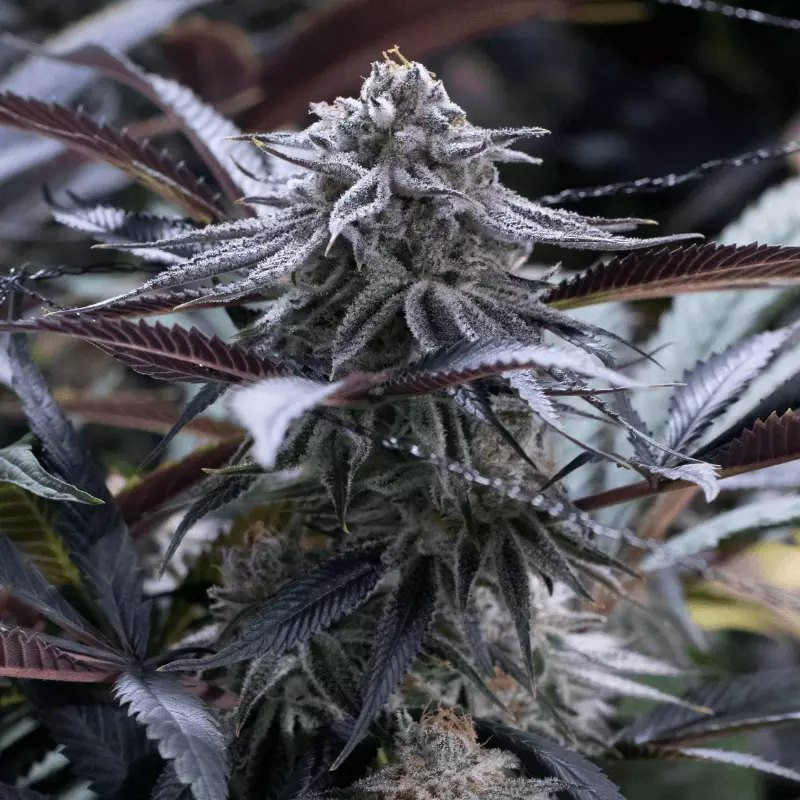 Grape Juice - feminizované semena 10ks, Silent Seeds