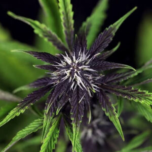 Pink Kush CBD 30:1 samonakvétací semínka 3 ks Seedsman