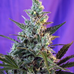 Sweet Skunk Auto – 10 ks samonakvétací semena Sweet Seeds