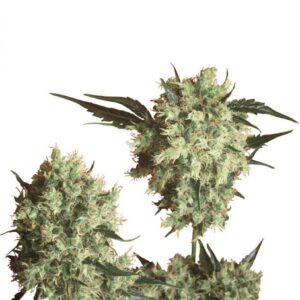 Marley´s Collie - semínka 10 ks standardizovaná Sensi Seeds