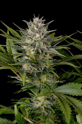 Pineapple Skunk - feminizovaná semínka 3ks Humboldt
