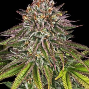 Critical Purple Kush Feminizovaná Semínka
