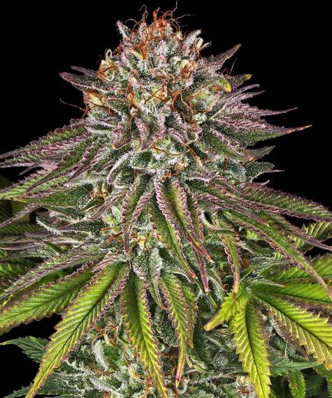 Critical Purple Kush Feminizovaná Semínka