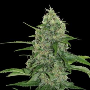Veneno – 6ks feminizovaná semínka Eva Seeds