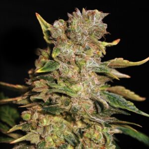 TNT Kush – 9ks feminizovaná semena Eva Seeds