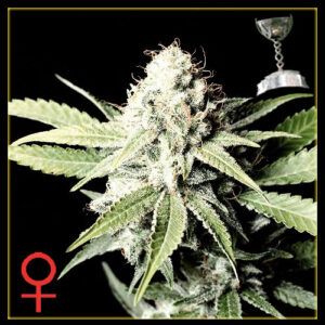 Great White Shark - semínka 5 ks (Indoor), feminizovaná semínka Green House Seeds