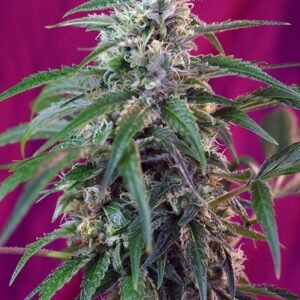 Green Poison Auto – 10 ks autoflowering semínek Sweet Seeds