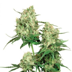 Maple Leaf - semínka 10 ks standardizovaná Sensi Seeds
