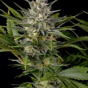 Pineapple Skunk - feminizovaná semínka 5ks Humboldt