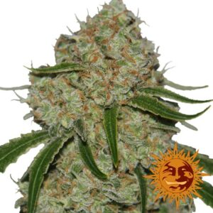 Phantom OG  – feminizovaná semena 10 ks Barney´s Farm