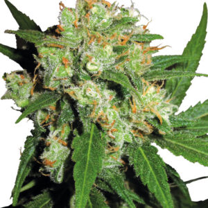 Sensi Skunk - feminizovaná semínka konopí 5 ks, Sensi Seeds