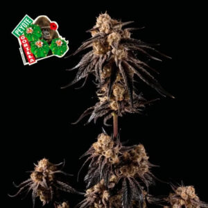 Peyote Gorilla Feminizovaná Semínka - 10