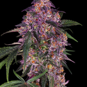 Sensi Purple Kush - Feminizovaná semena konopí 5 ks, Sensi Seeds