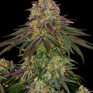 Sweet Cherry Kush - Feminizovaná semena konopí 10 ks, Sensi Seeds