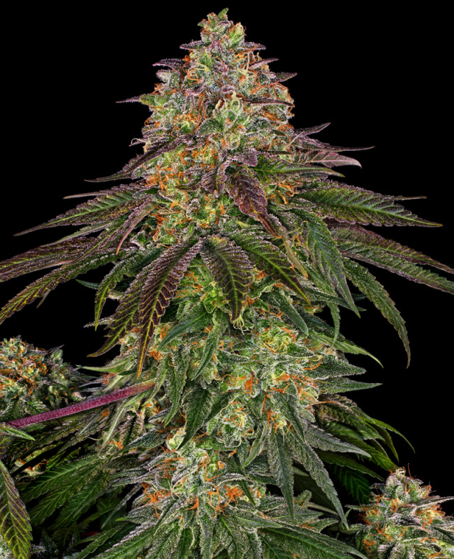 Sweet Cherry Kush - Feminizovaná semena konopí 10 ks, Sensi Seeds