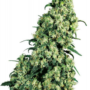 Skunk n.1 - feminizovaná semínka 25 ks Sensi Seeds
