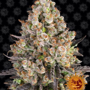 OG Kush - feminizovaná semínka 10ks Barney´s Farm