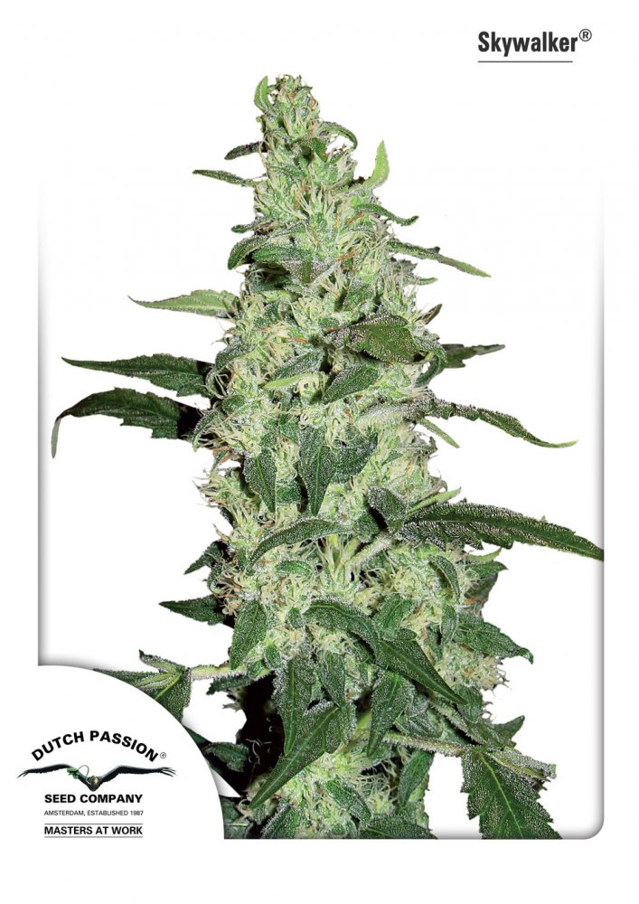 Skywalker - feminizovaná semínka 5ks Dutch Passion