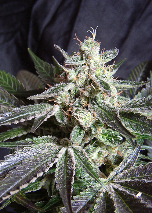 Black Jack Fast Version - feminizovaná semena 10 ks Sweet Seeds