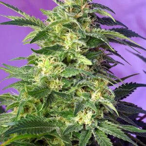 Killer Kush Auto - 10 ks samonakvétacích semínek Sweet Seeds