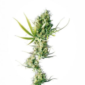 Durban - semínka 3 ks feminizovaná Sensi Seeds