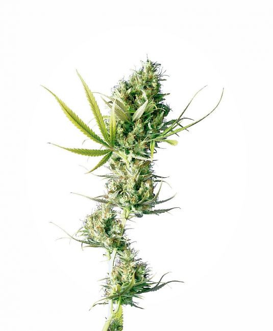 Durban - semínka 3 ks feminizovaná Sensi Seeds
