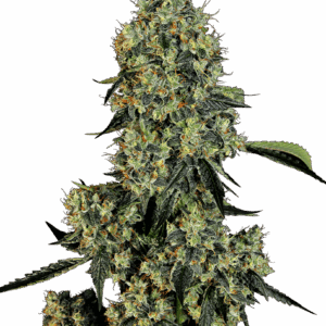 OG Kush Feminizovaná Semínka - 1