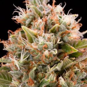Chemdawg - feminizovaná semínka 5ks Humboldt