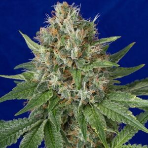 OG Kush - feminizovaná semínka 5ks Humboldt
