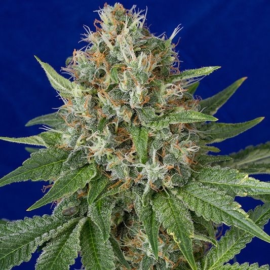 OG Kush - feminizovaná semínka 5ks Humboldt