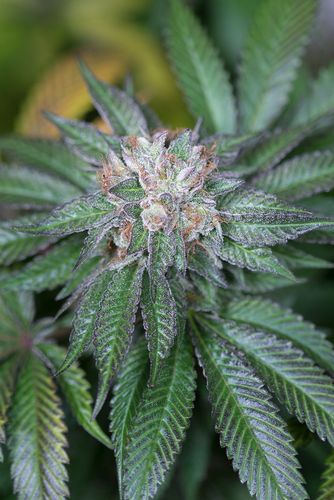 Master Kush - feminizovaná semínka 3ks Humboldt