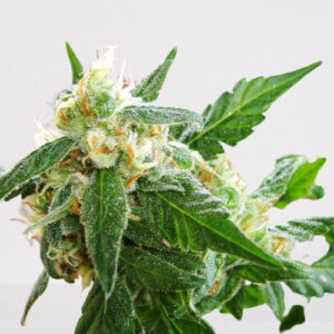 AK-48 - 5ks autoflower feminizovaná semínka Nirvana