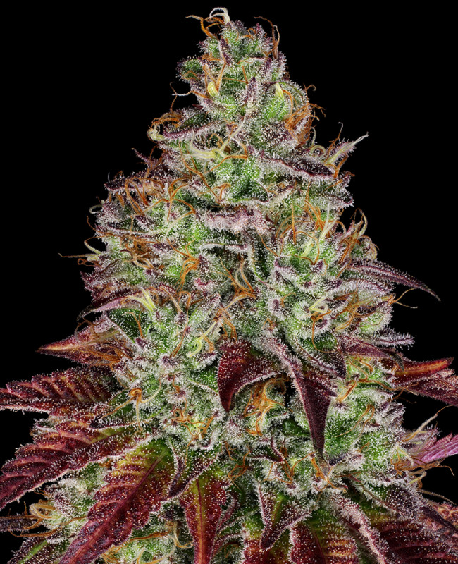 Tezla OG - Feminizovaná semena konopí 3 ks, Sensi Seeds