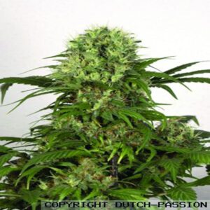 Green Spirit - feminizovaná semínka 5ks Dutch Passion