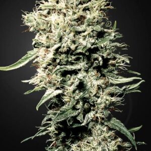 White Rhino - semínka 3ks feminizovaná semínka Green House Seeds