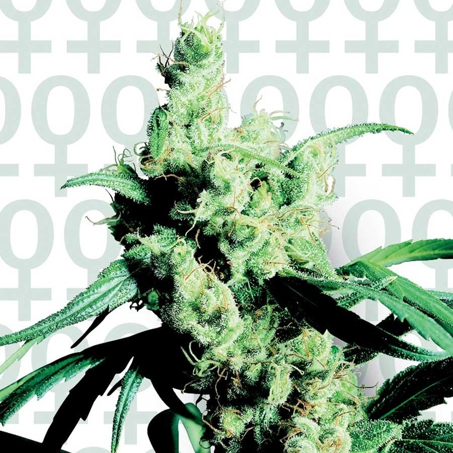Silver Haze n.9 x Haze - feminizovaná semínka 10ks Sensi Seeds