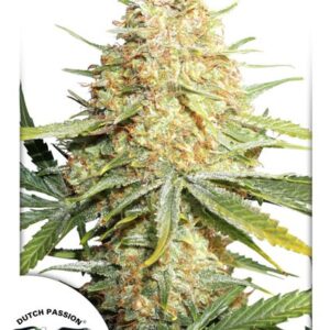 Lemon Zkittle - feminizovaná semínka 3ks Dutch Passion