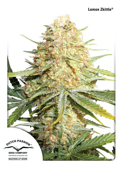 Lemon Zkittle - feminizovaná semínka 3ks Dutch Passion