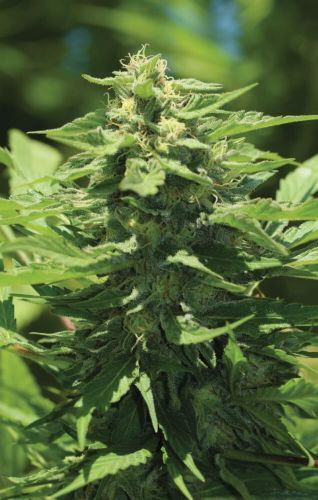Trainwreck Auto - samonakvétací semena marihuany 10 ks, Humboldt Seed Company