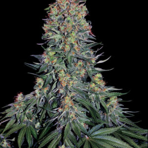 Blue Skunk - Feminizovaná semena konopí 3 ks, Sensi Seeds