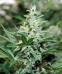 Red Dragon – feminizovaná semínka 10 ks Barney Farms