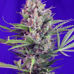Cream Mandarine Fast Version- feminizovaná semínka 10ks Sweet Seeds