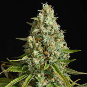 Amnesia Lemon - feminizované semena 10ks, Silent Seeds