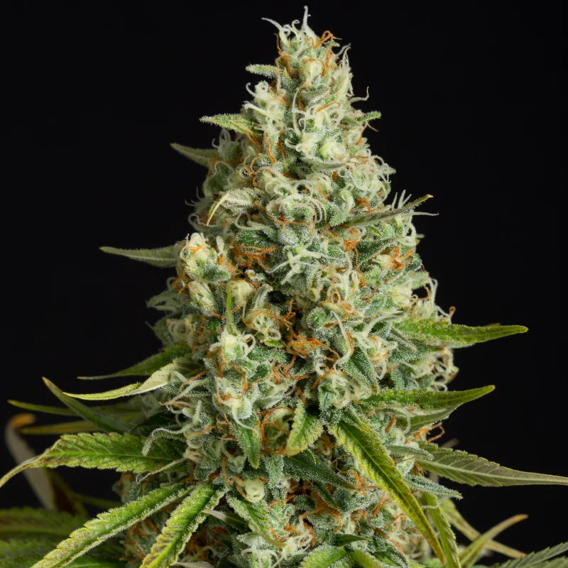 Amnesia Lemon - feminizované semena 10ks, Silent Seeds