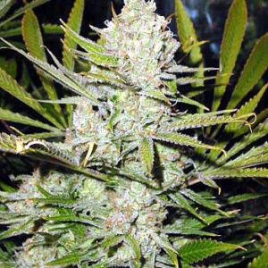 Super Silver Haze - semínka 5 ks (Indoor), regular Green House Seeds