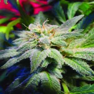Magic Bud - 5 ks feminizovaná semena Paradise Seeds